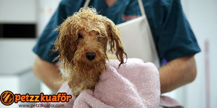 Köpek Yıkama Banyo Hizmeti köpek yıkama banyo hizmeti